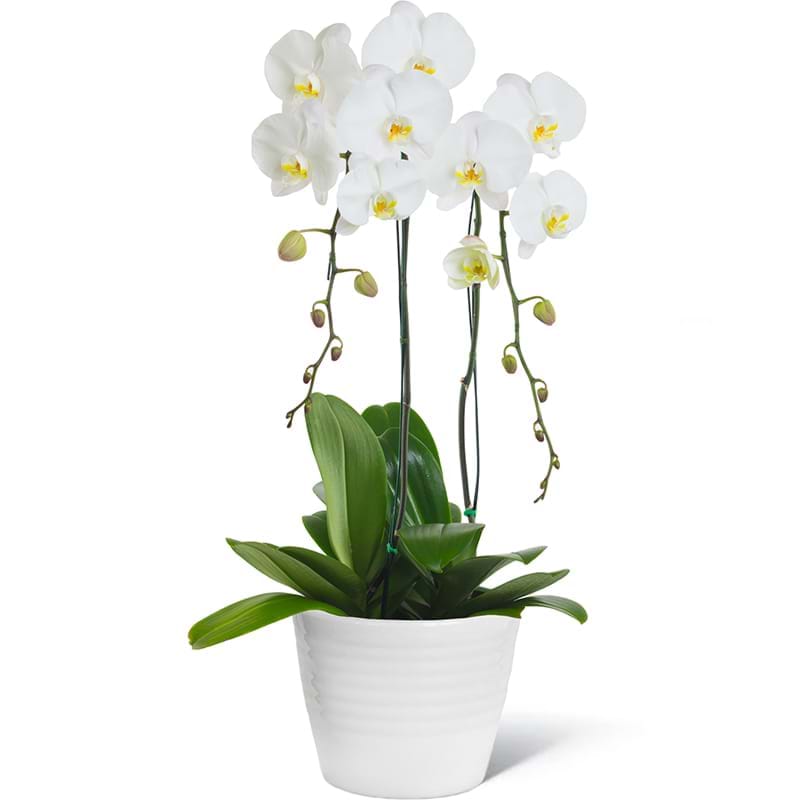 Italia in fiore consegna orchidea bianca in Italia