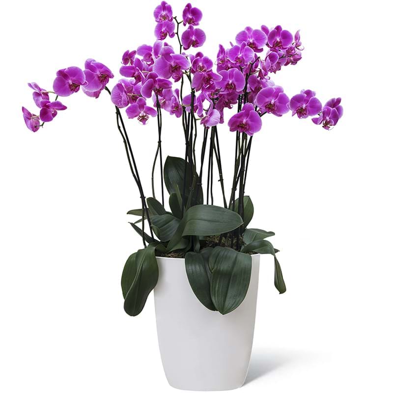 Italia in fiore consegna pianta orchidea grande in Italia