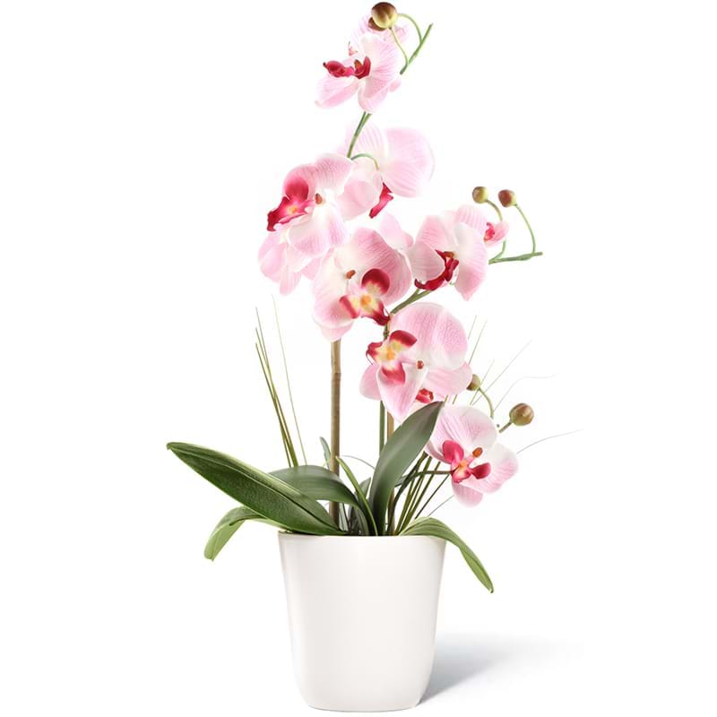 Italia in fiore consegna pianta orchidea un ramo in Italia
