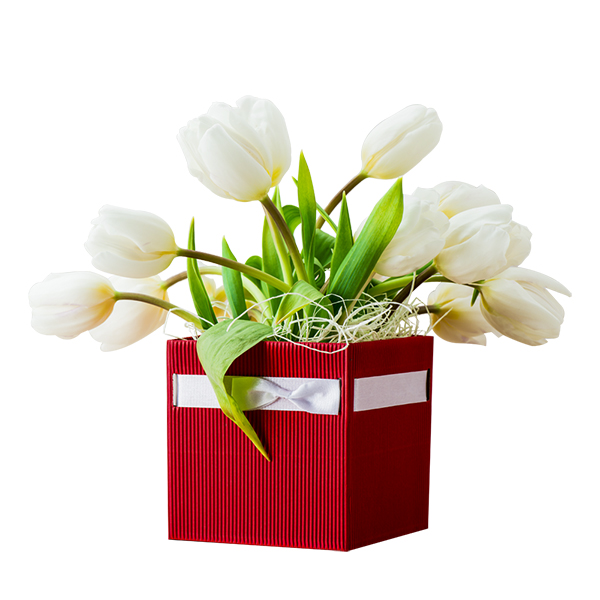 Italia in fiore consegna tulipani bianchi in box in Italia