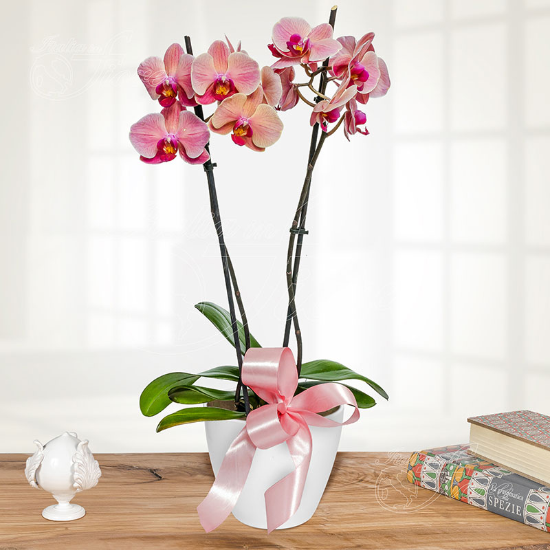 Fiori più venduti: Orchidea Rosa