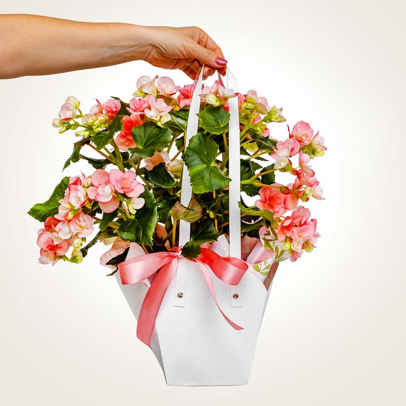 20240507 065950 pianta-rosa-mano a domicilio gratis in Italia