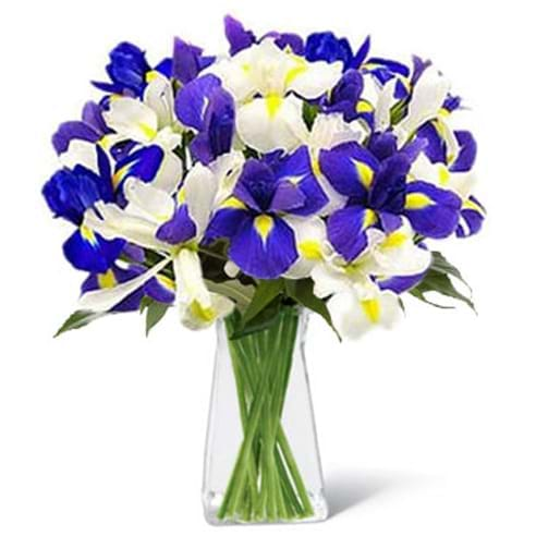 Spedire bouquet iris in vaso