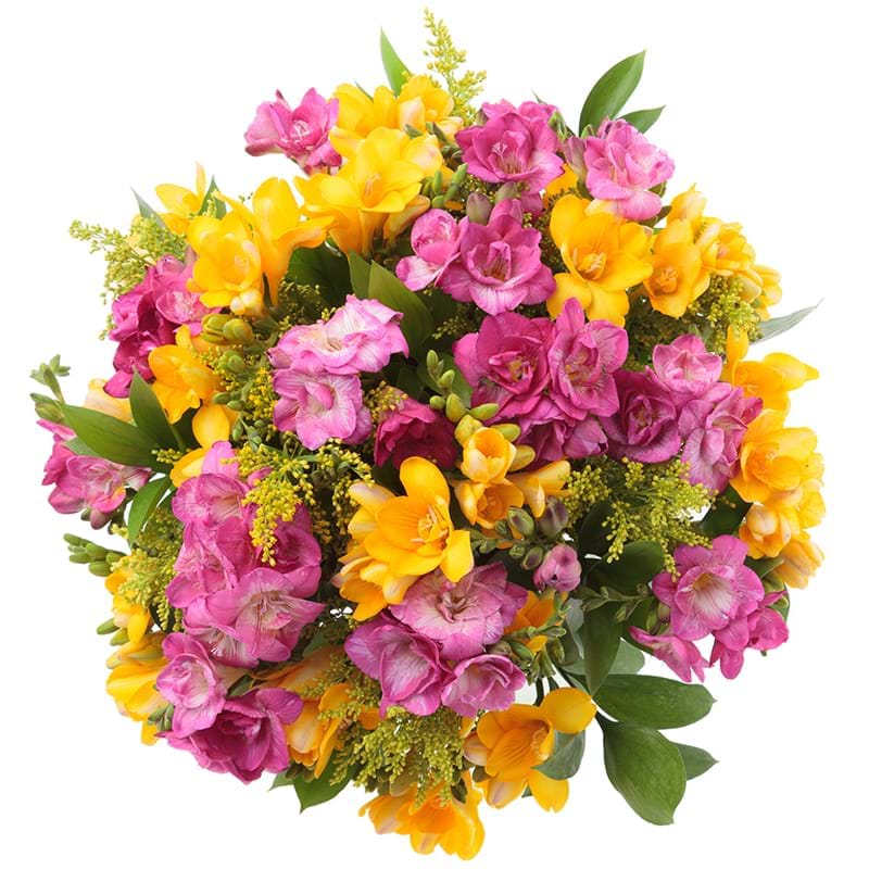 Spedire fresie gialle e rosa vista alto