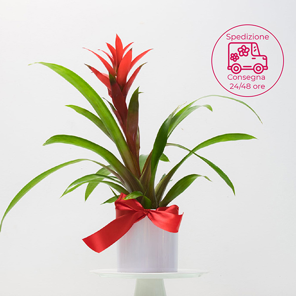 Spedire guzmania rossa