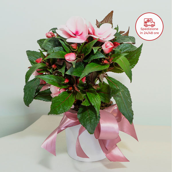 Spedire pianta impatiens