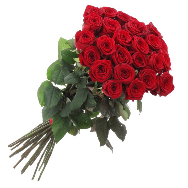 Rose Rosse