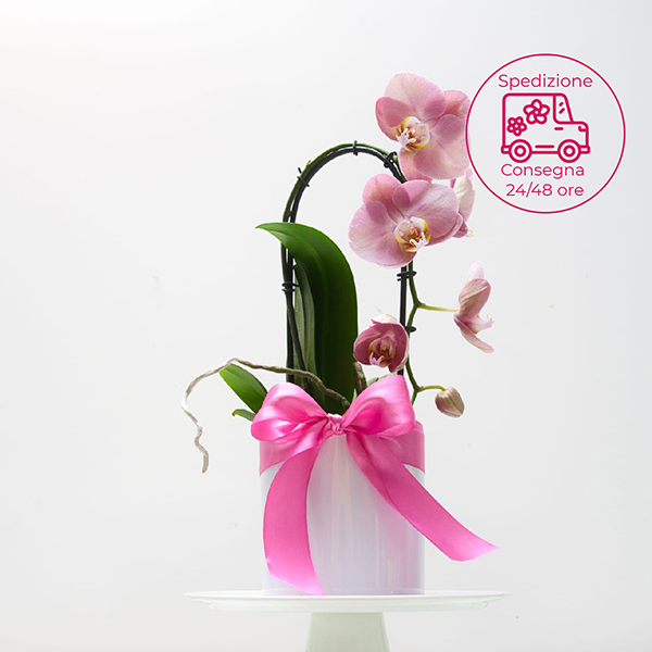 orchidea curva rosa a domicilio in Italia