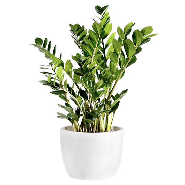 Spedire Inviare pianta zamioculcas