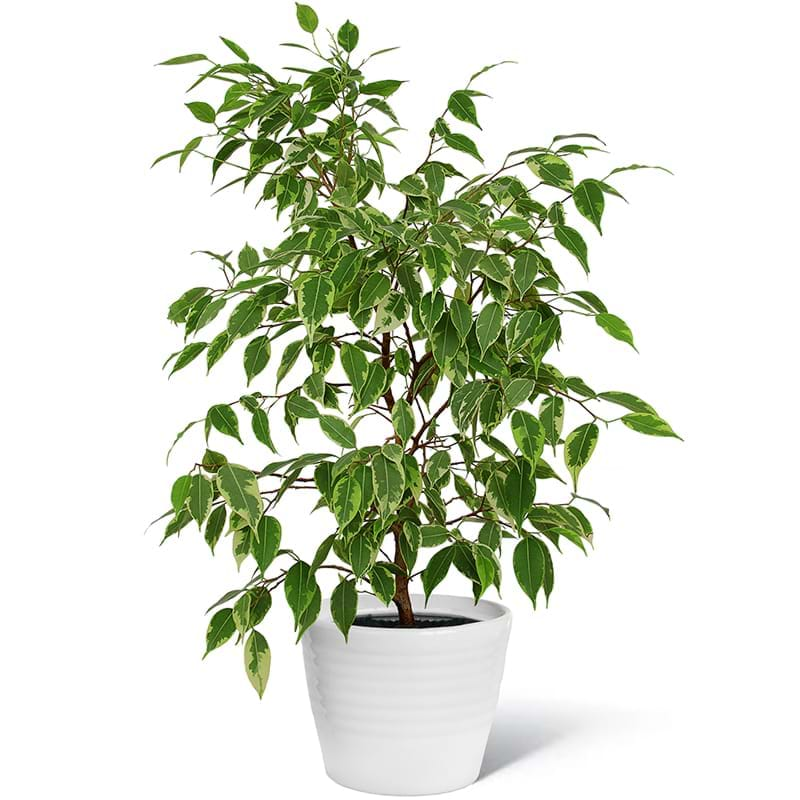 Spedire pianta ficus