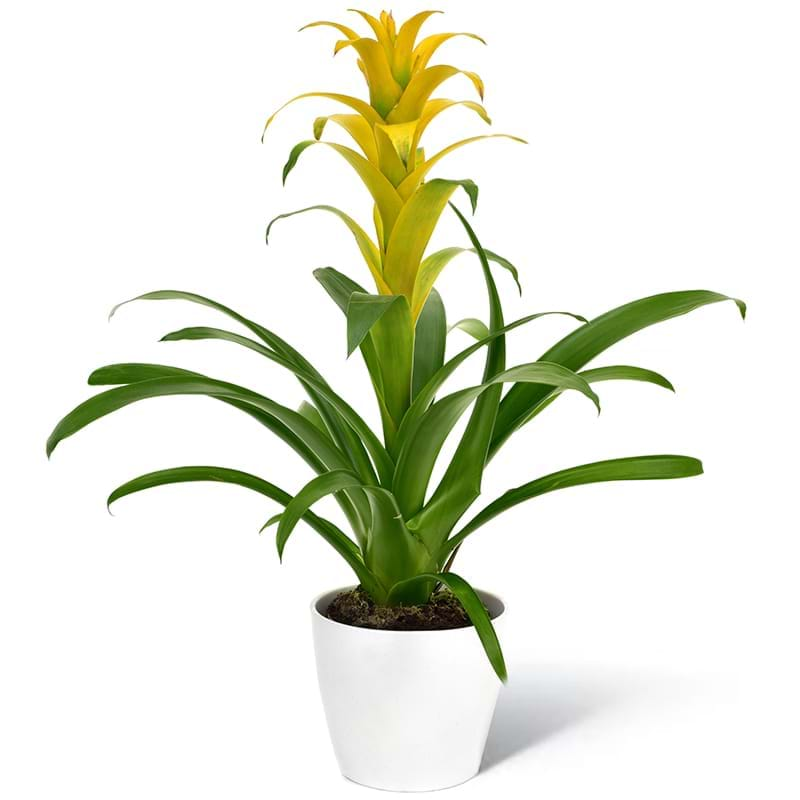 Spedire pianta guzmania