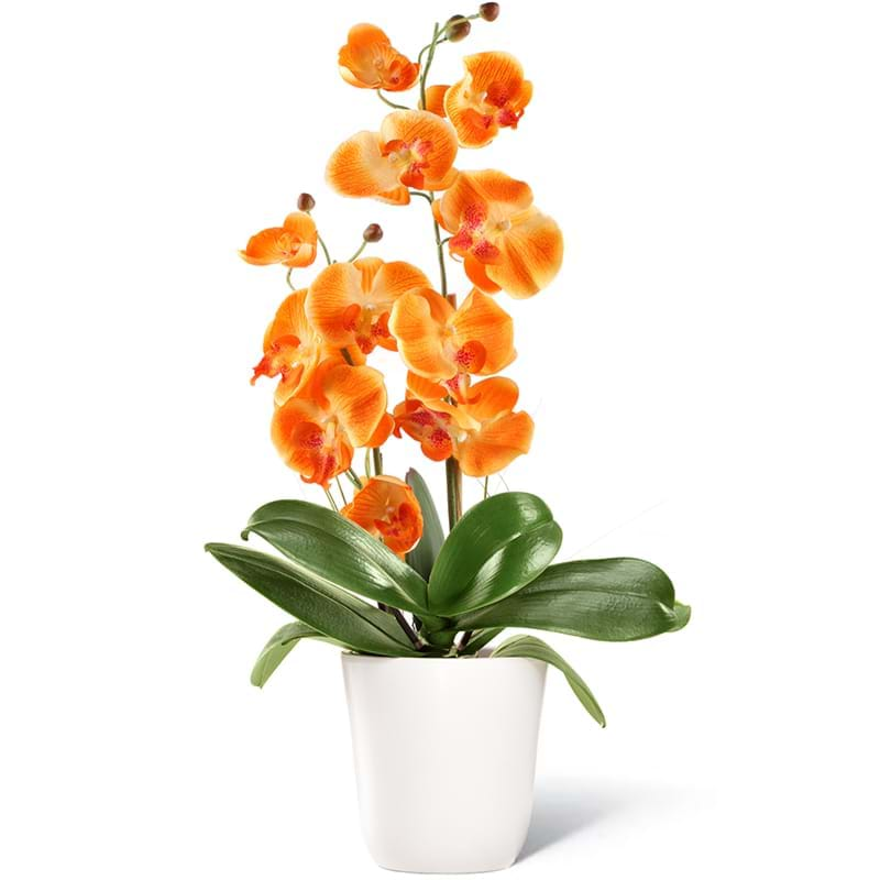 Spedire pianta orchidea arancione