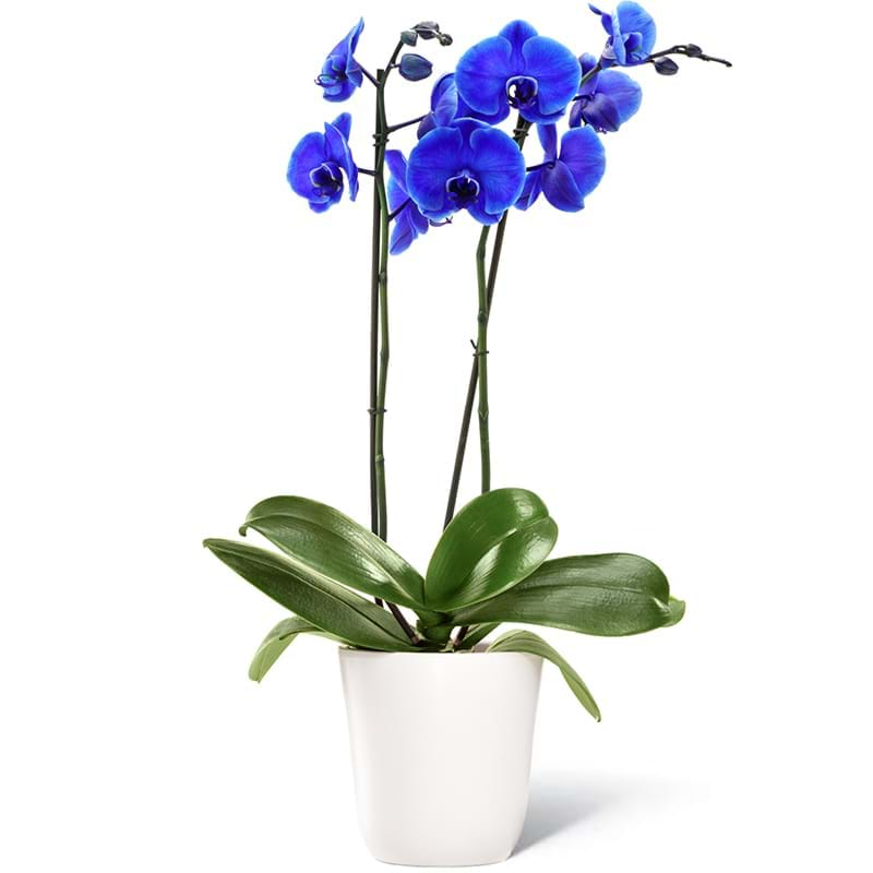 Spedire pianta orchidea blu