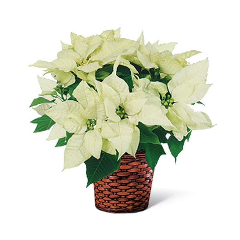 cerca offerte di poinsettia bianca