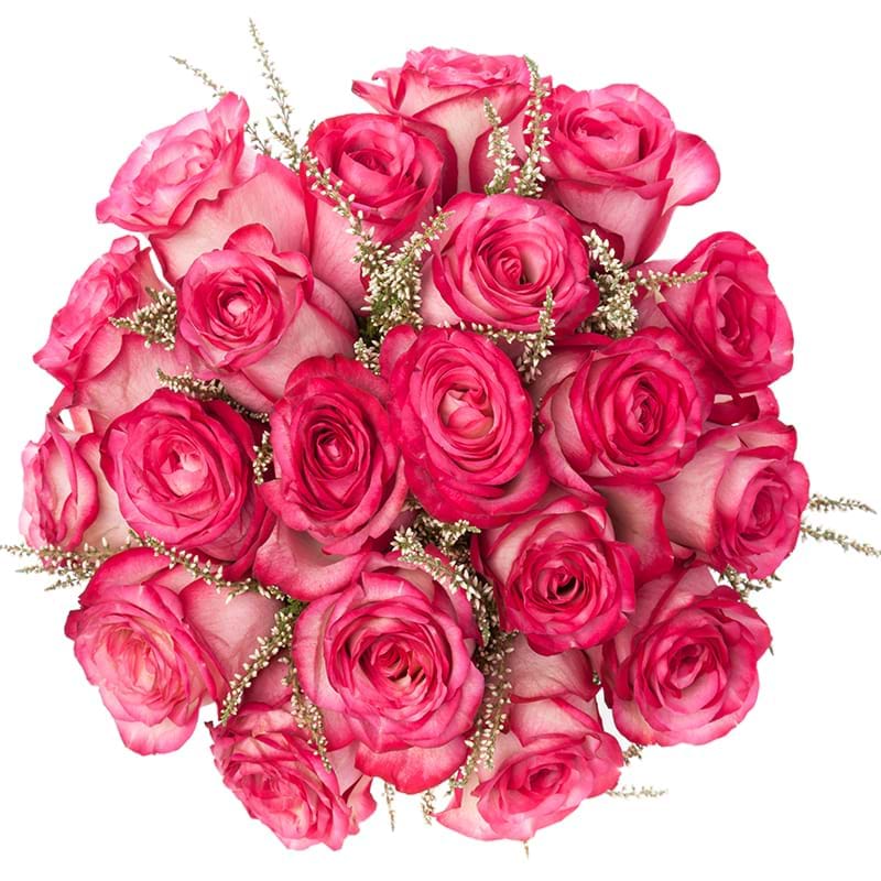 Italia in fiore consegna rose fuxia vista alto in Italia
