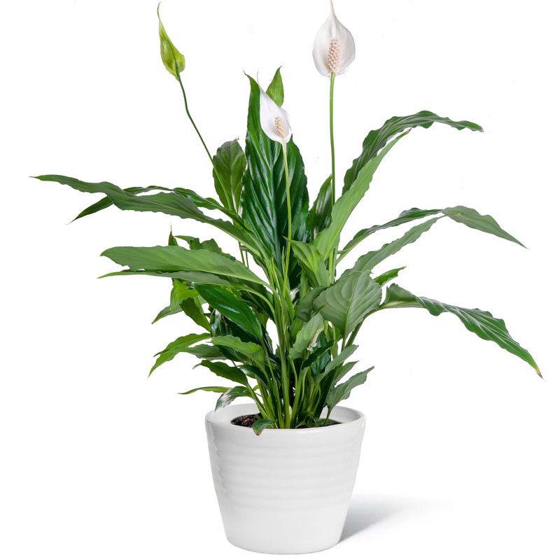 Categoria Fiori: Piante