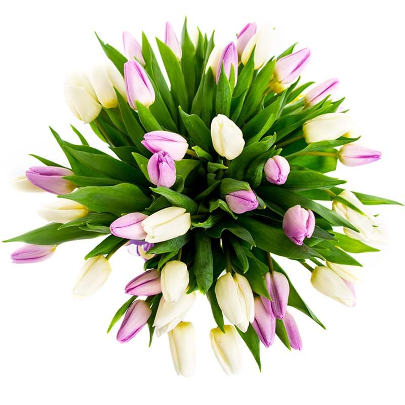 Spedire tulipani bianchi e rosa vista alto