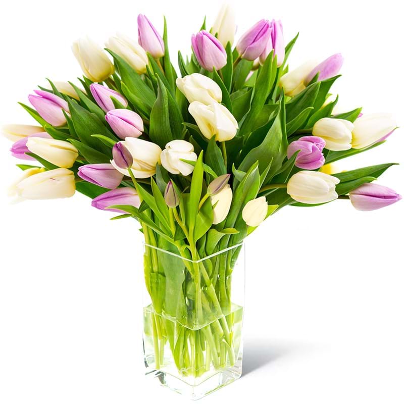 Spedire tulipani bianchi e rosa in vaso