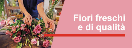 Consegna Begonia rossa in 2 ore