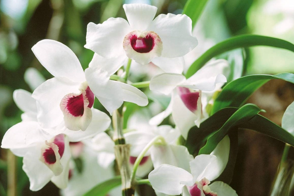 179 orchidea dendrobium a domicilio gratis in Italia