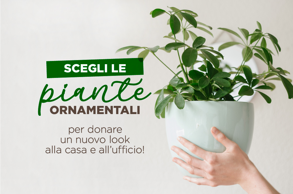 189 art 4 anteprima a domicilio gratis in Italia