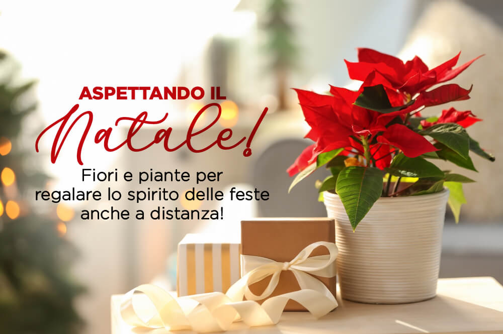 194 art9 natale novembre a domicilio gratis in Italia