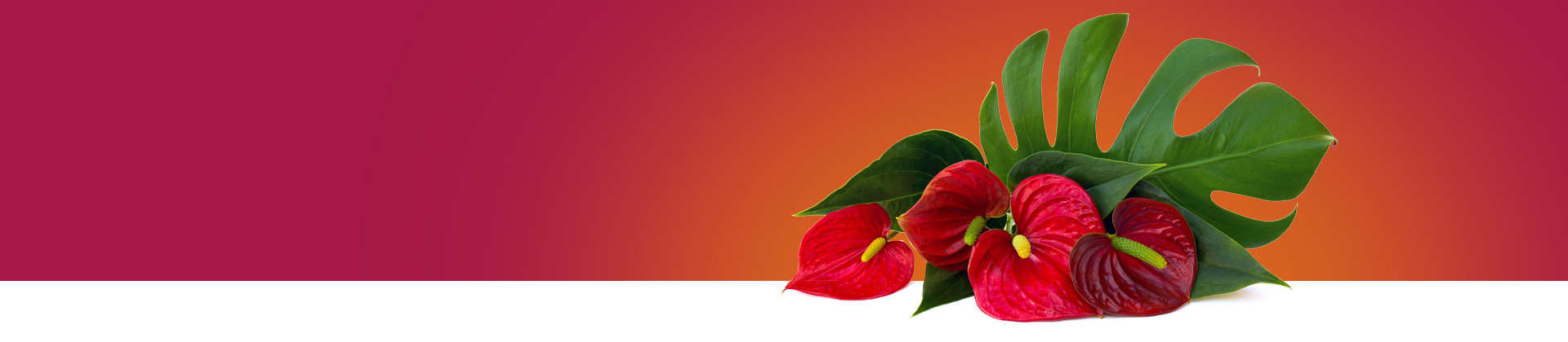 Scopri le nostre offerte di invio Anthurium
