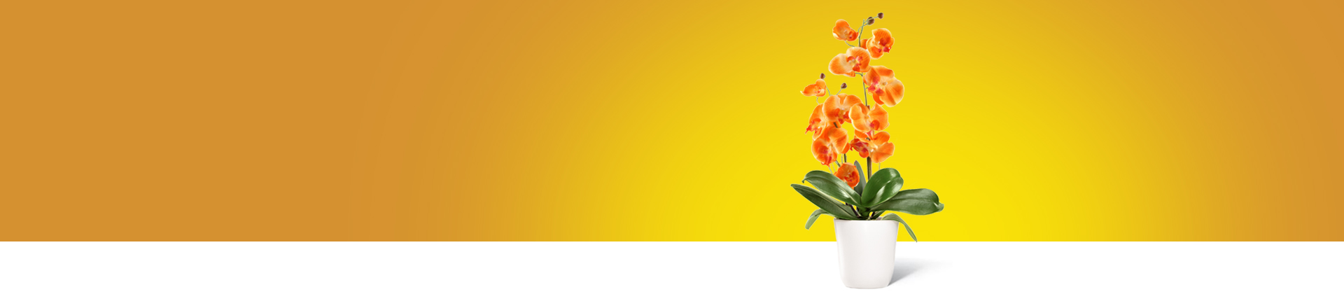 Scopri le nostre offerte di invio Orchidee