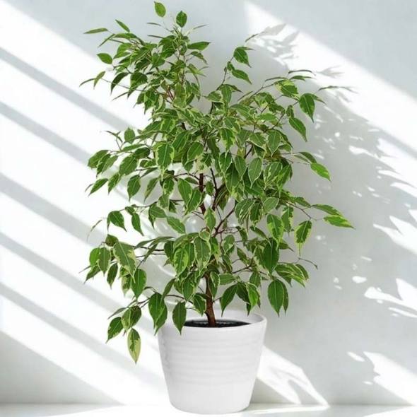 Pianta Ficus