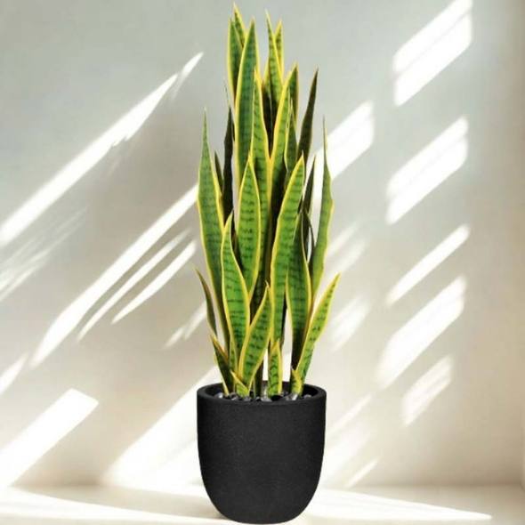 Pianta Sanseveria Grande