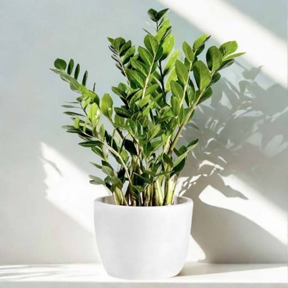 Pianta Zamioculcas