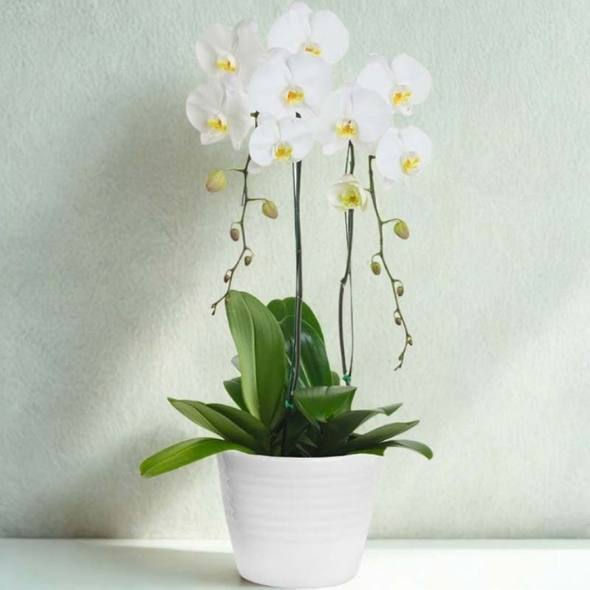 orchidea bianca
