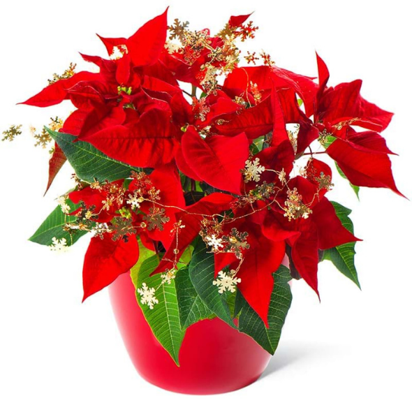Stella di Natale con decori