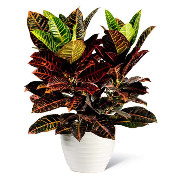 croton