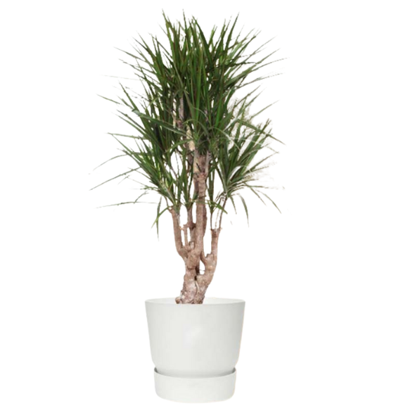 dracena marginata
