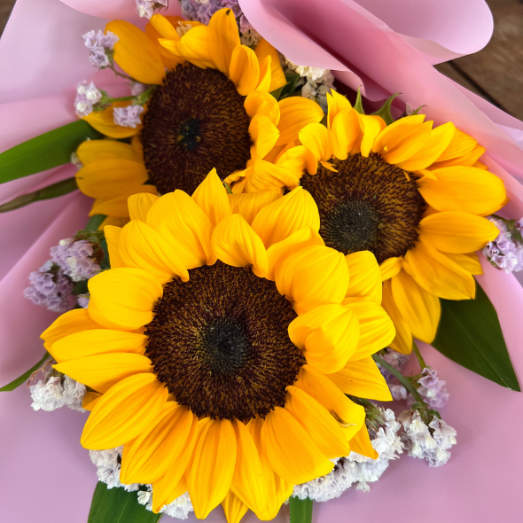 girasoli