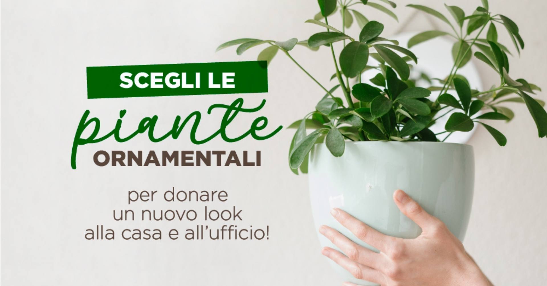 Nuovo look alla tua casa (e non solo) con le piante ornamentali!