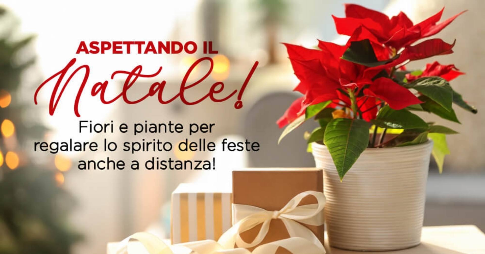 Piante e fiori per regalare lo spirito del Natale anche a distanza!