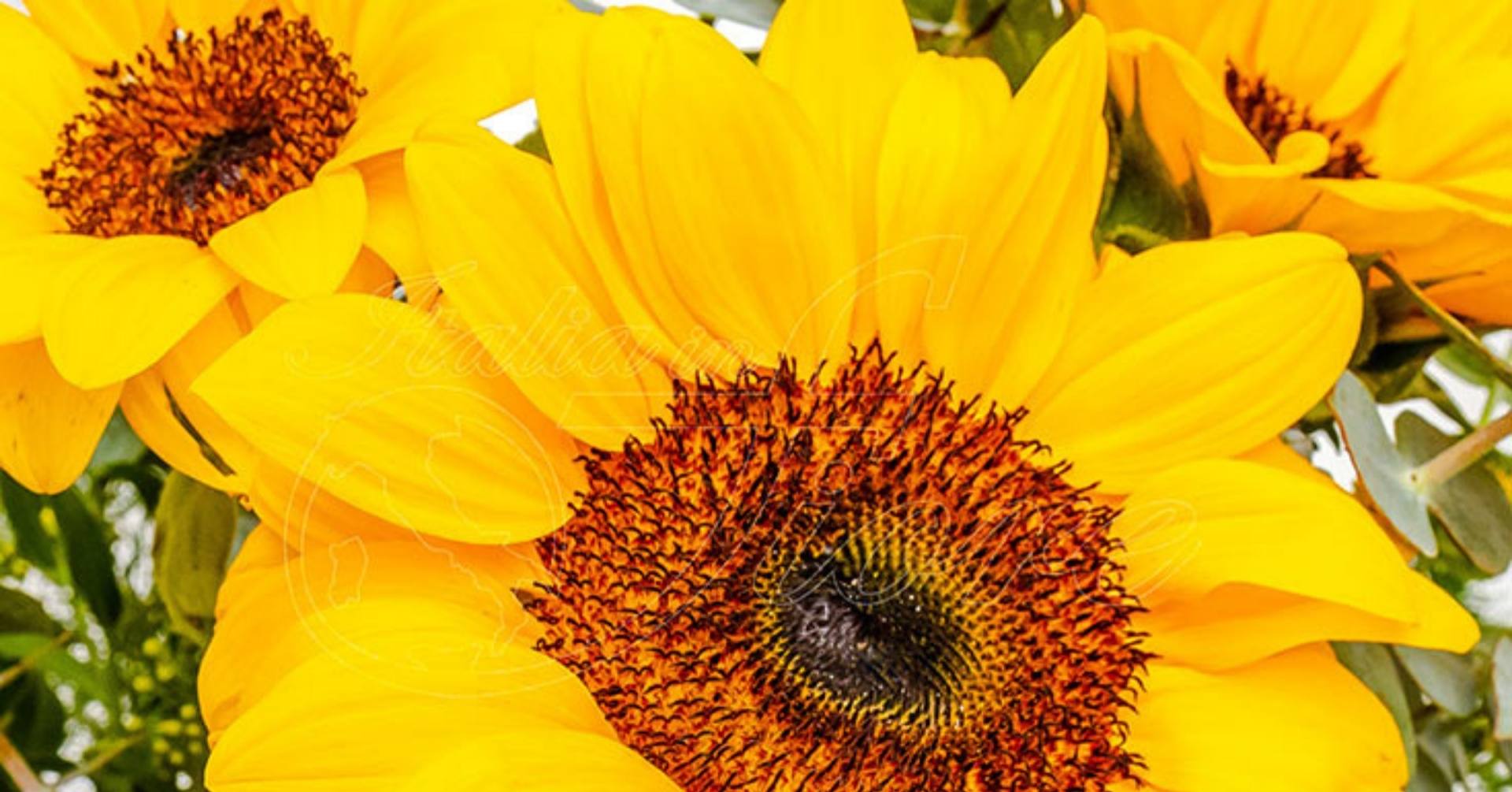Un fiore di Mamma