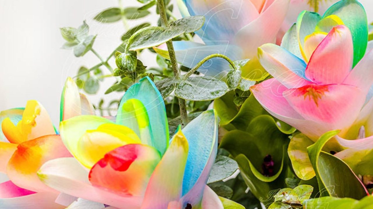 Donare fiori per l'epifania
