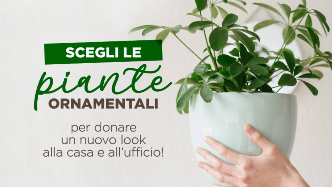 Nuovo look alla tua casa (e non solo) con le piante ornamentali!