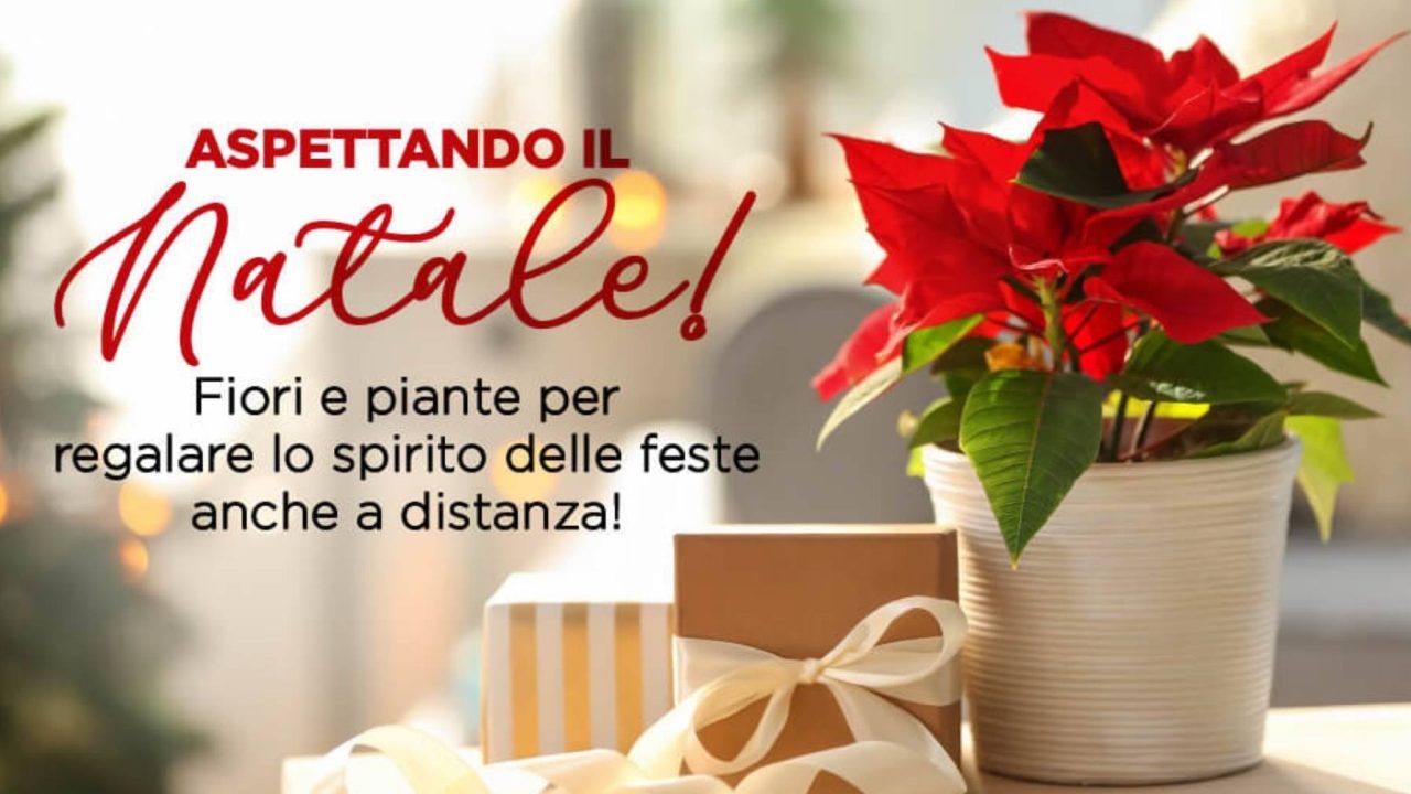 Piante e fiori per regalare lo spirito del Natale anche a distanza!