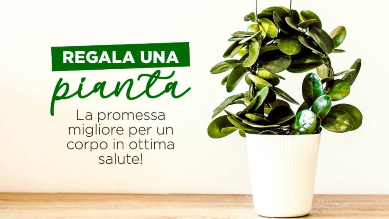 Purifica l'ambiente della tua casa con l'aiuto delle piante!