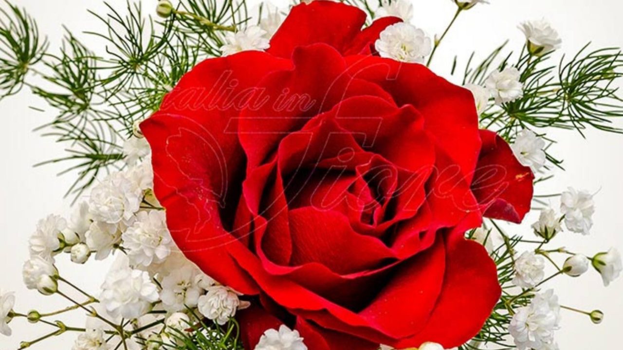 Scegliere i fiori per la Festa della Mamma