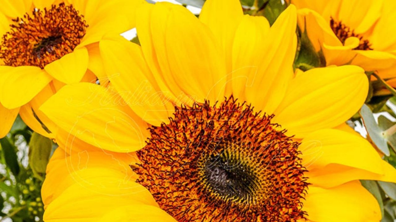 Un fiore di Mamma